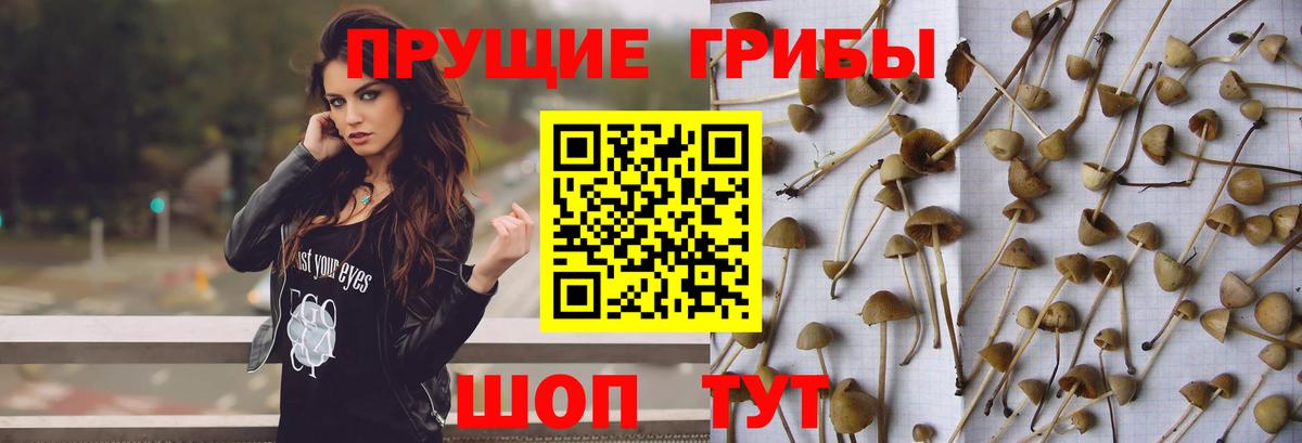 Галлюциногенные грибы Psilocybe Ленинск-Кузнецкий
